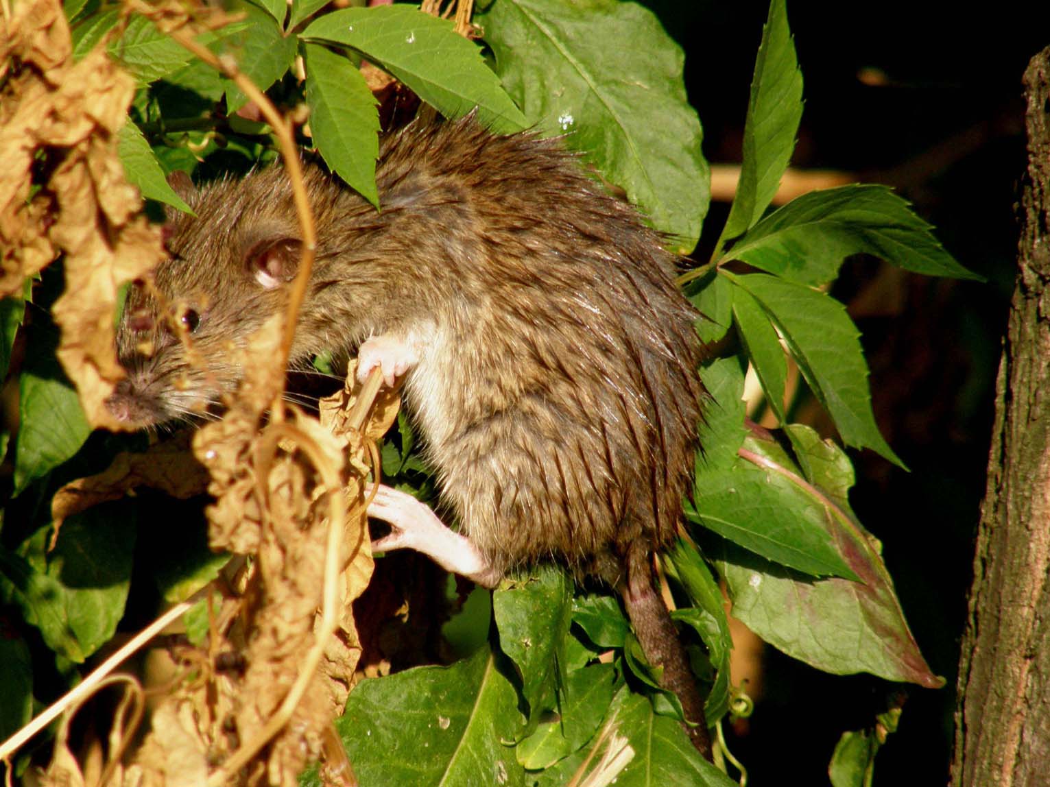 Il ratto 