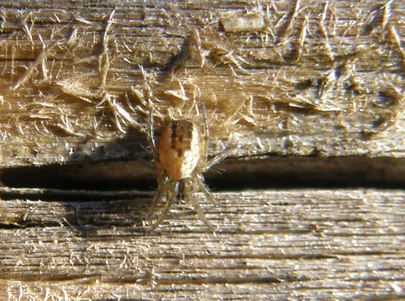 Mangora acalypha