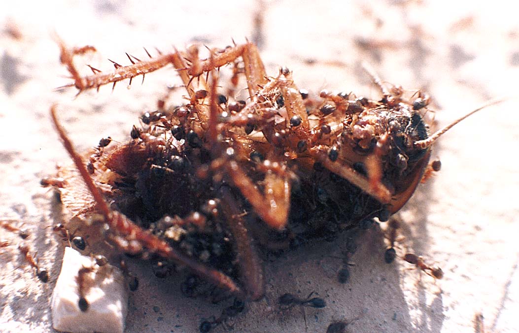 Formiche che divorano una blatta: Monomorium sp (Formicidae)
