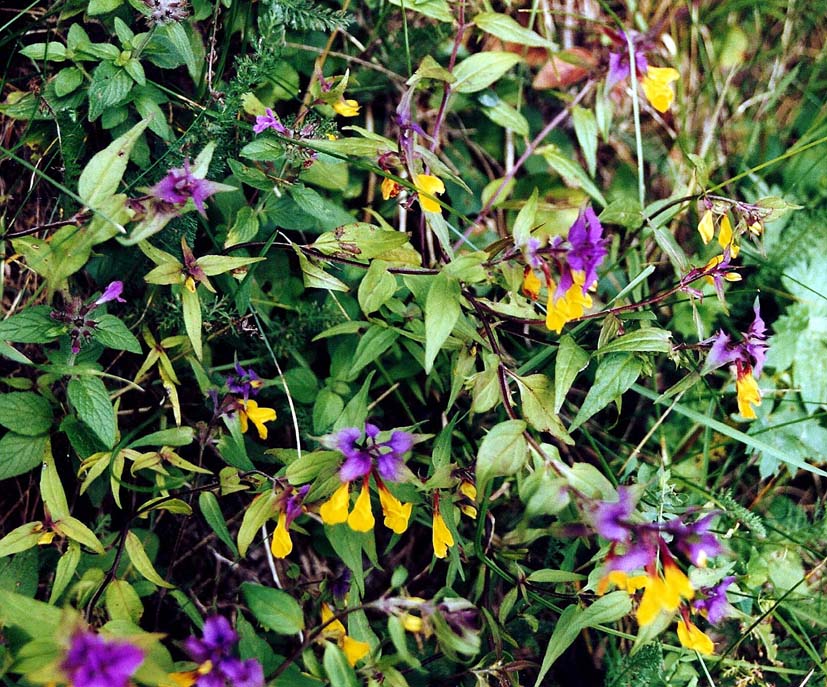 Fiore alpino giallo e viola - Melampyrum cfr. nemorosum