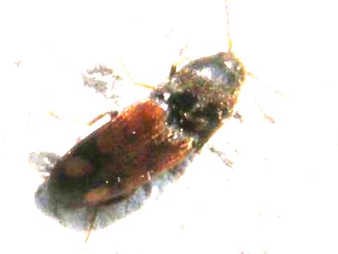 E questo cos''è? Drasterius bimaculatus
