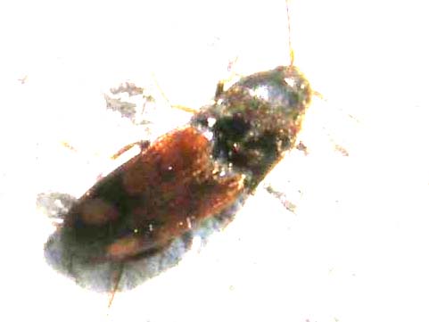 E questo cos''? Drasterius bimaculatus