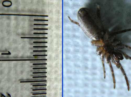 Segestria sp.