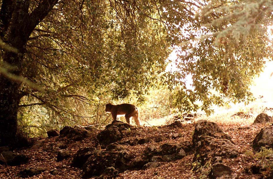 Bertucce - Rocca di Gibilterra