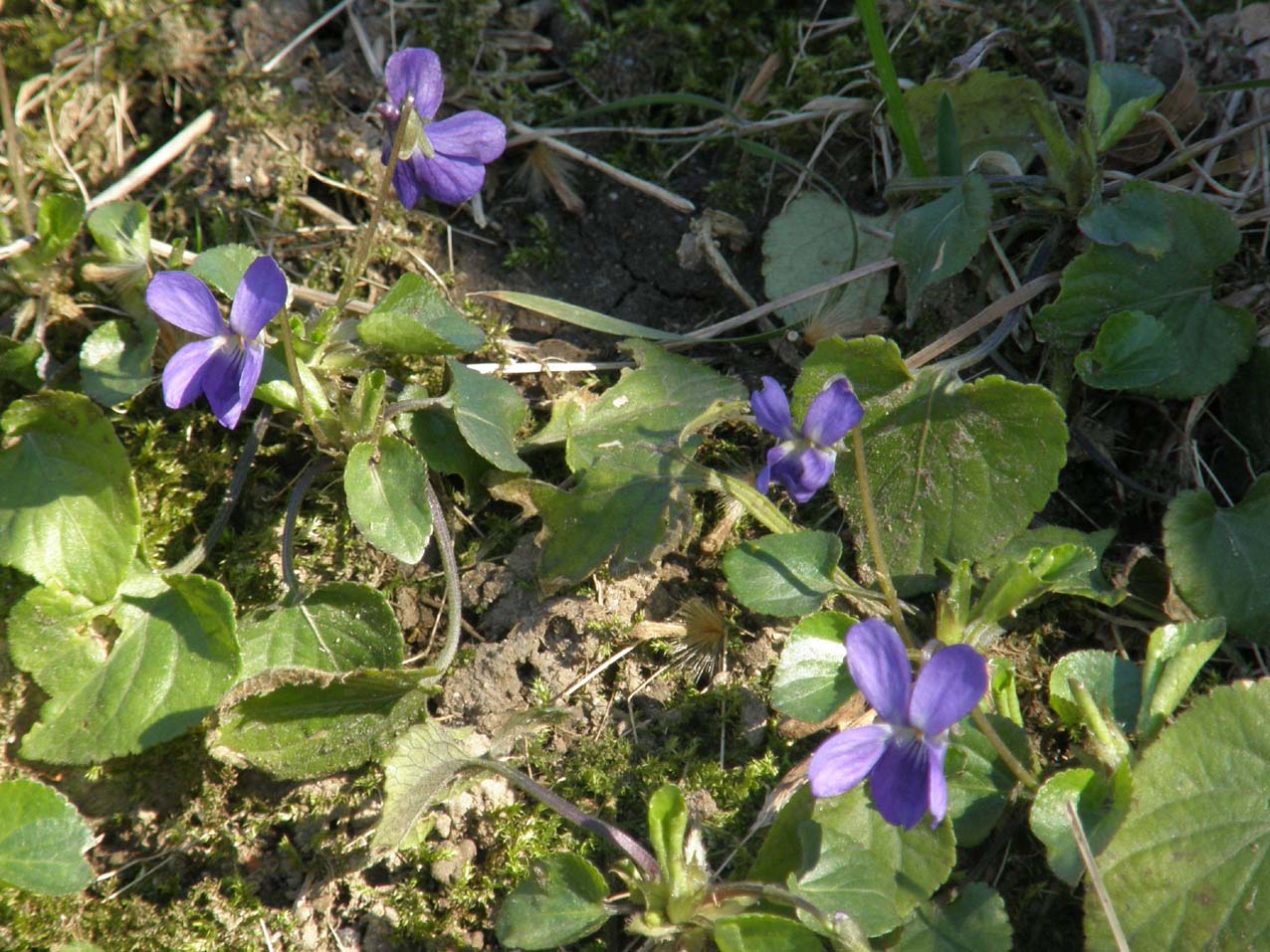 Le prime violette: Viola cfr. odorata (Violaceae)