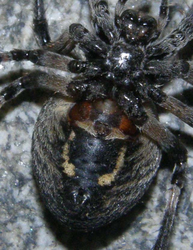 Larinioides sclopetarius