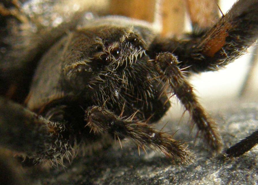Larinioides sclopetarius