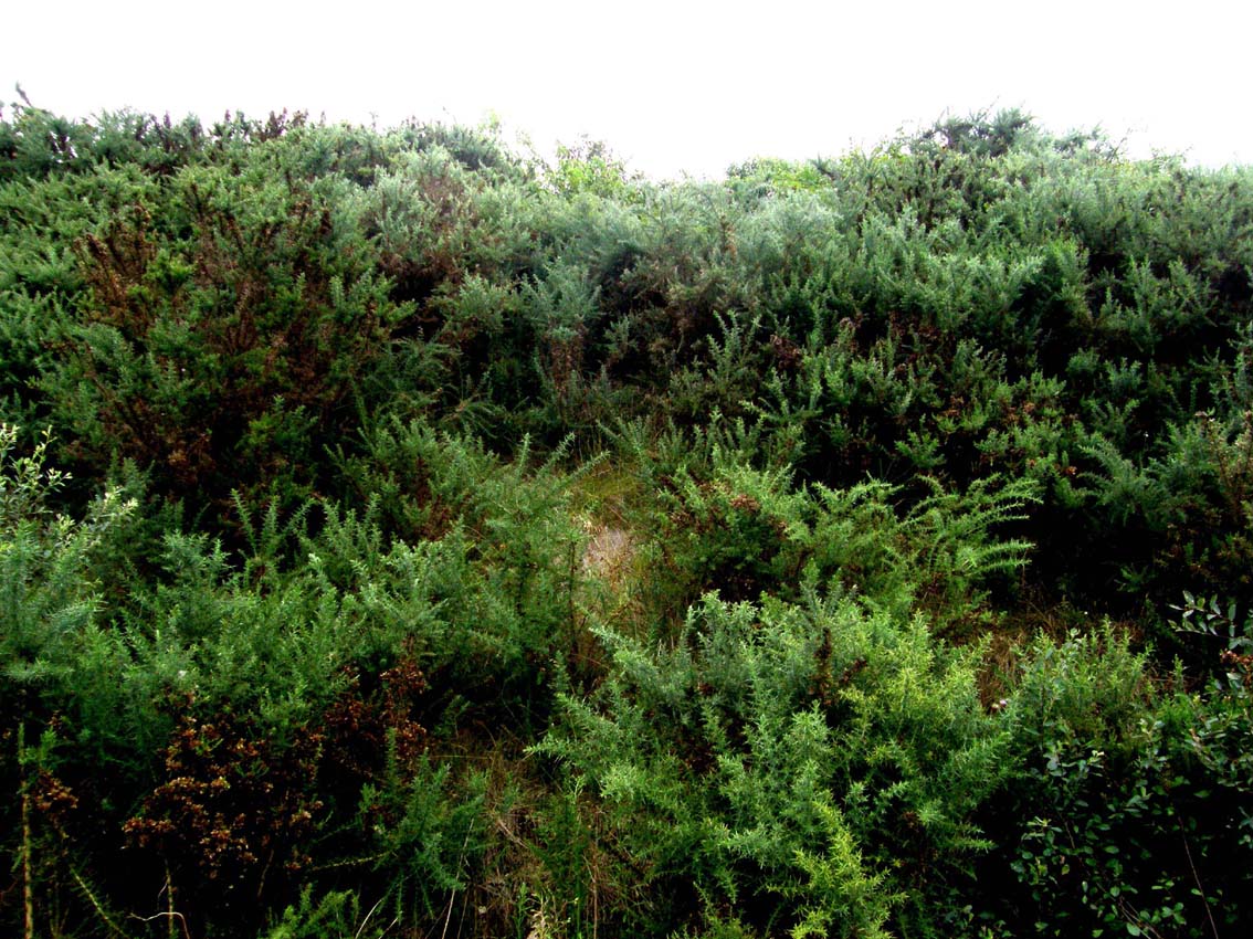 Cortina spinosa - Ulex sp.