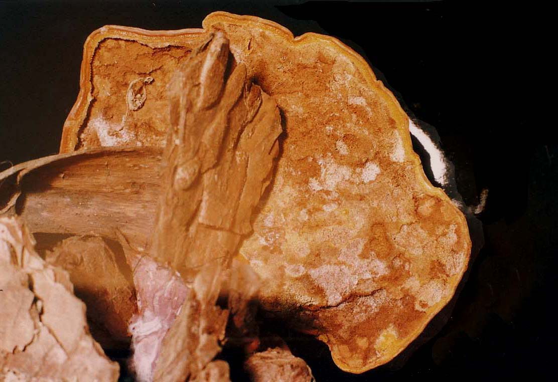Un altro Ganoderma? (Ganoderma resinaceum)
