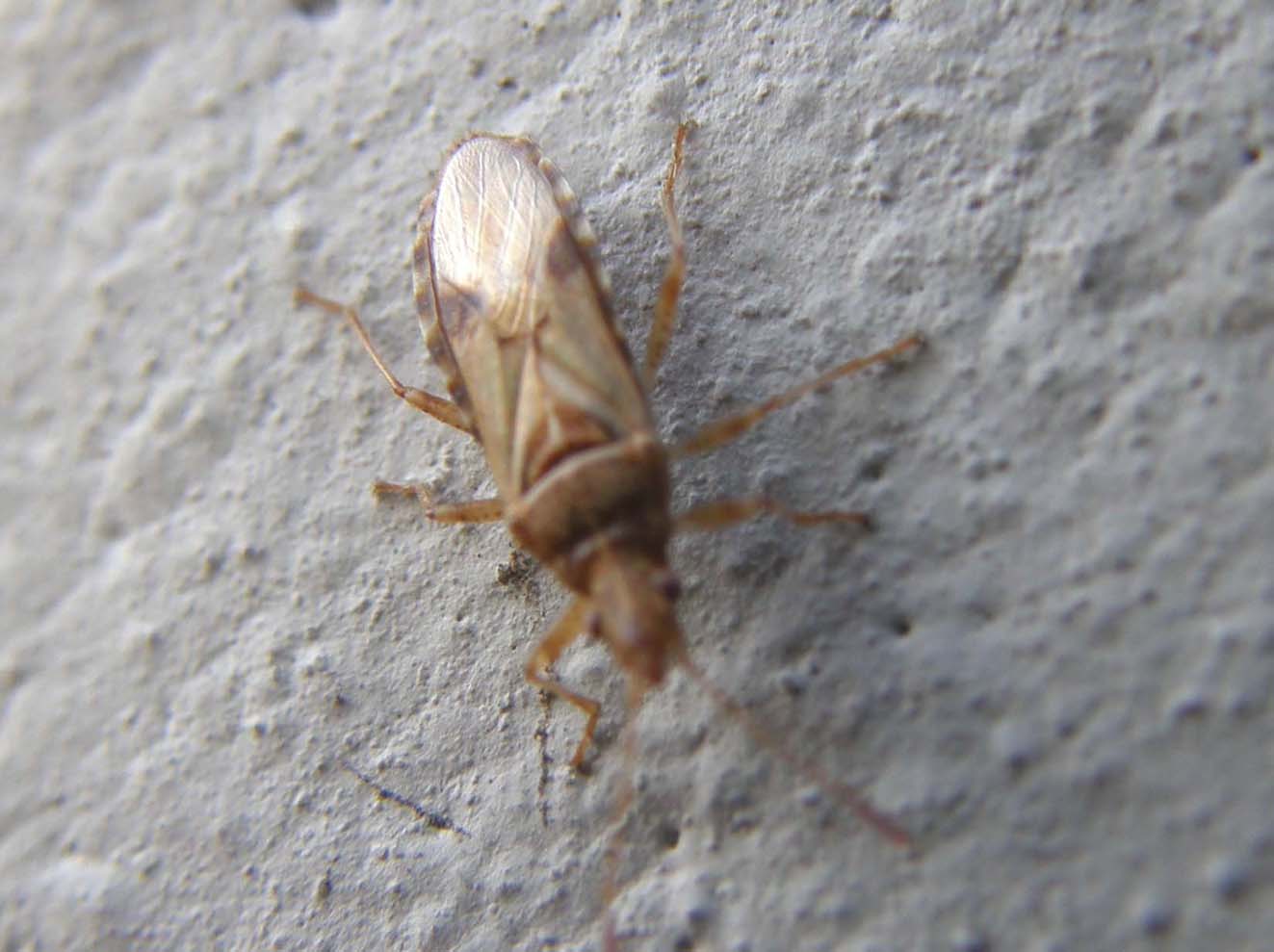 Lygaeidae troppo veloce: Orsillus depressus a Milano