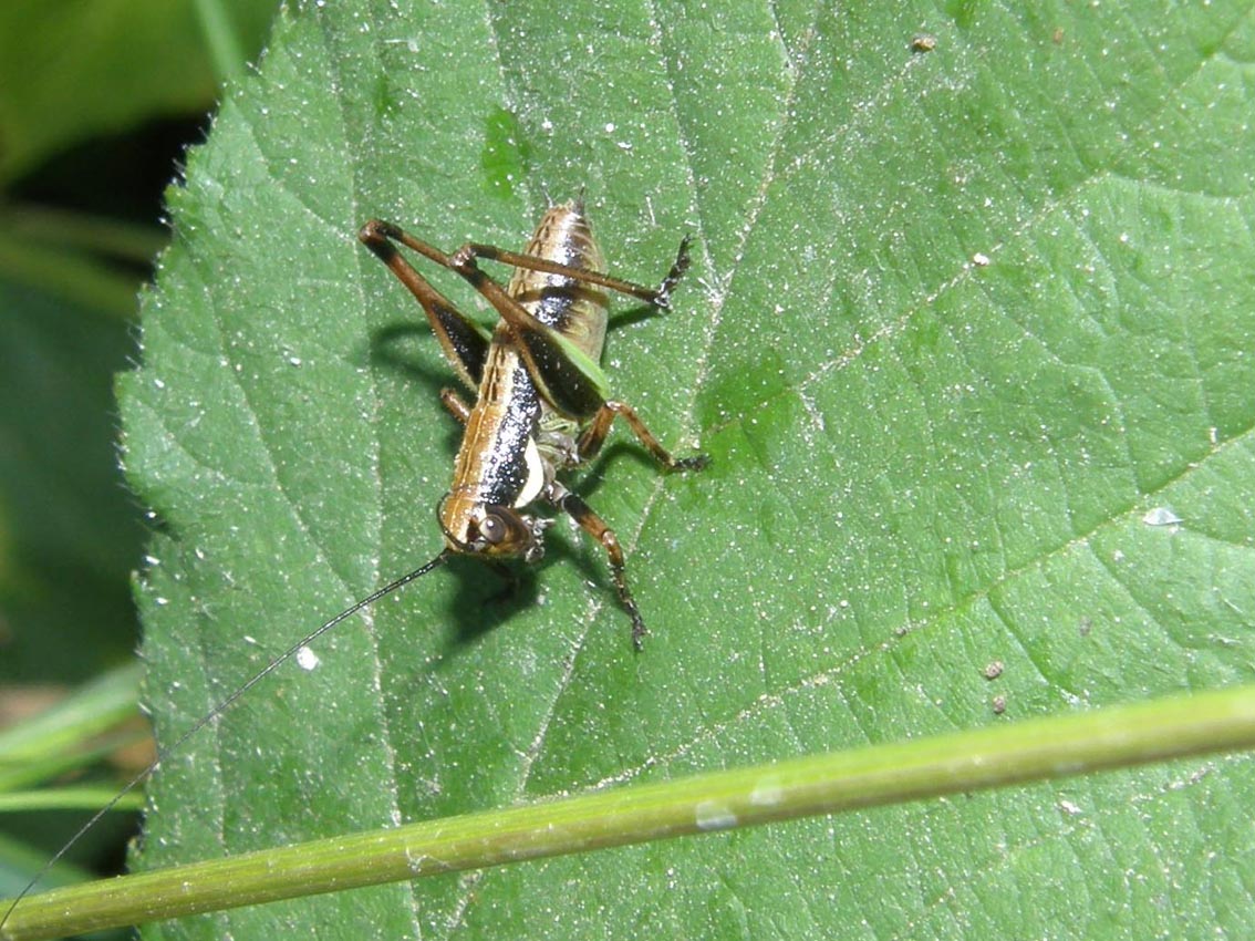 Giovani di Eupholidoptera sp.