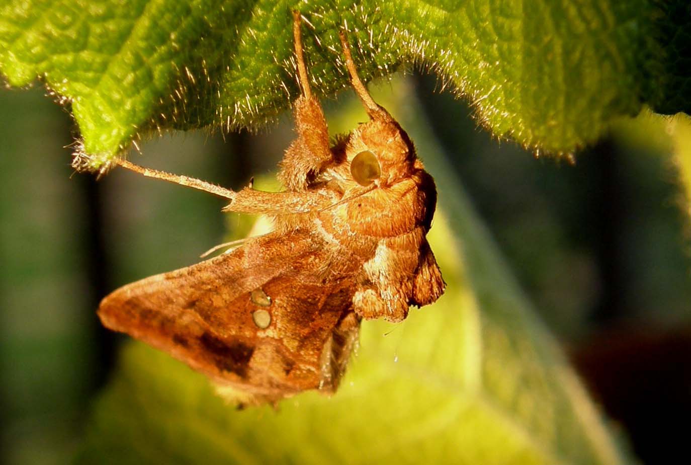 E'' avvenuto lo sfarfallamento: Chrysodeixis chalcites !