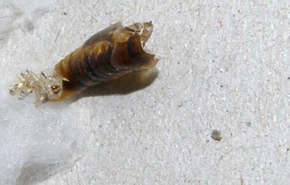 E'' avvenuto lo sfarfallamento: Chrysodeixis chalcites !