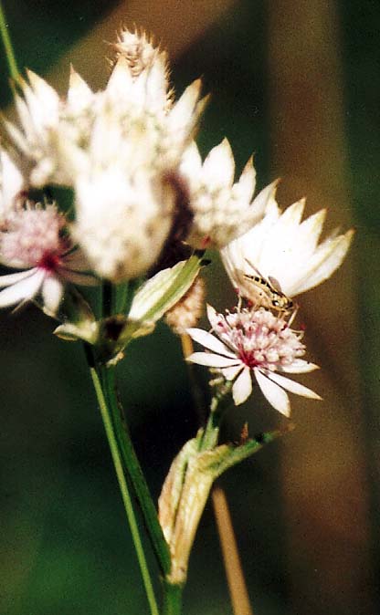 Astrantia major