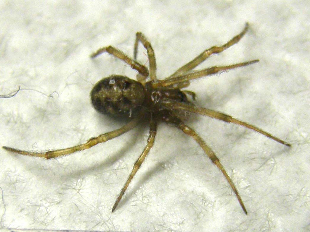 Steatoda triangulosa