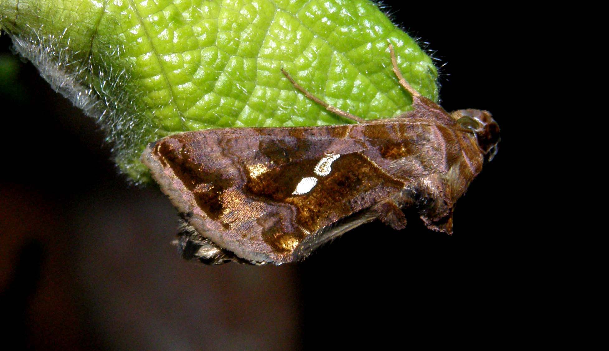 E'' avvenuto lo sfarfallamento: Chrysodeixis chalcites !