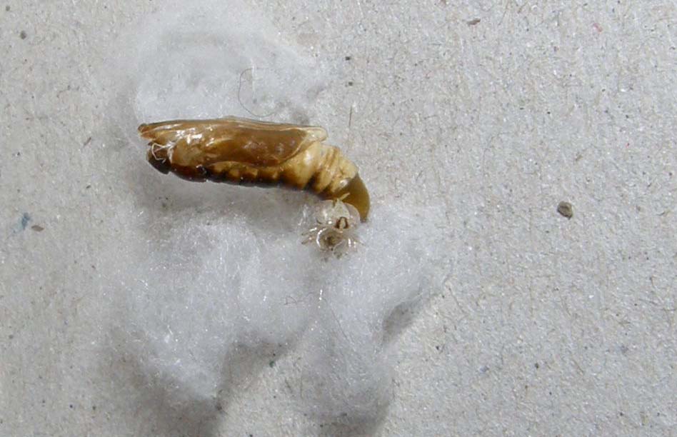 E'' avvenuto lo sfarfallamento: Chrysodeixis chalcites !