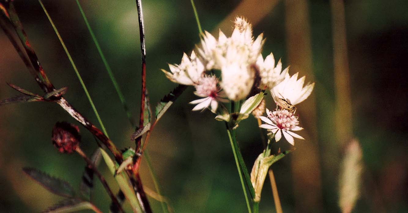 Astrantia major