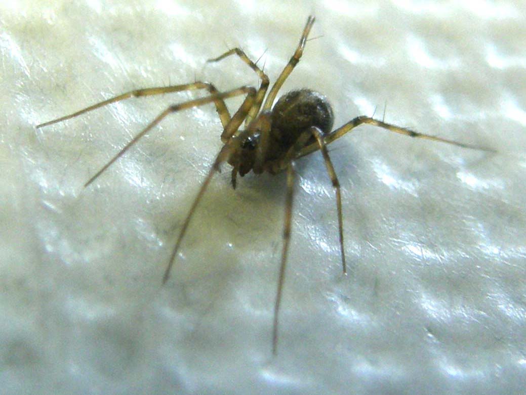 Ennesimo ragnetto casalingo: Linyphiidae