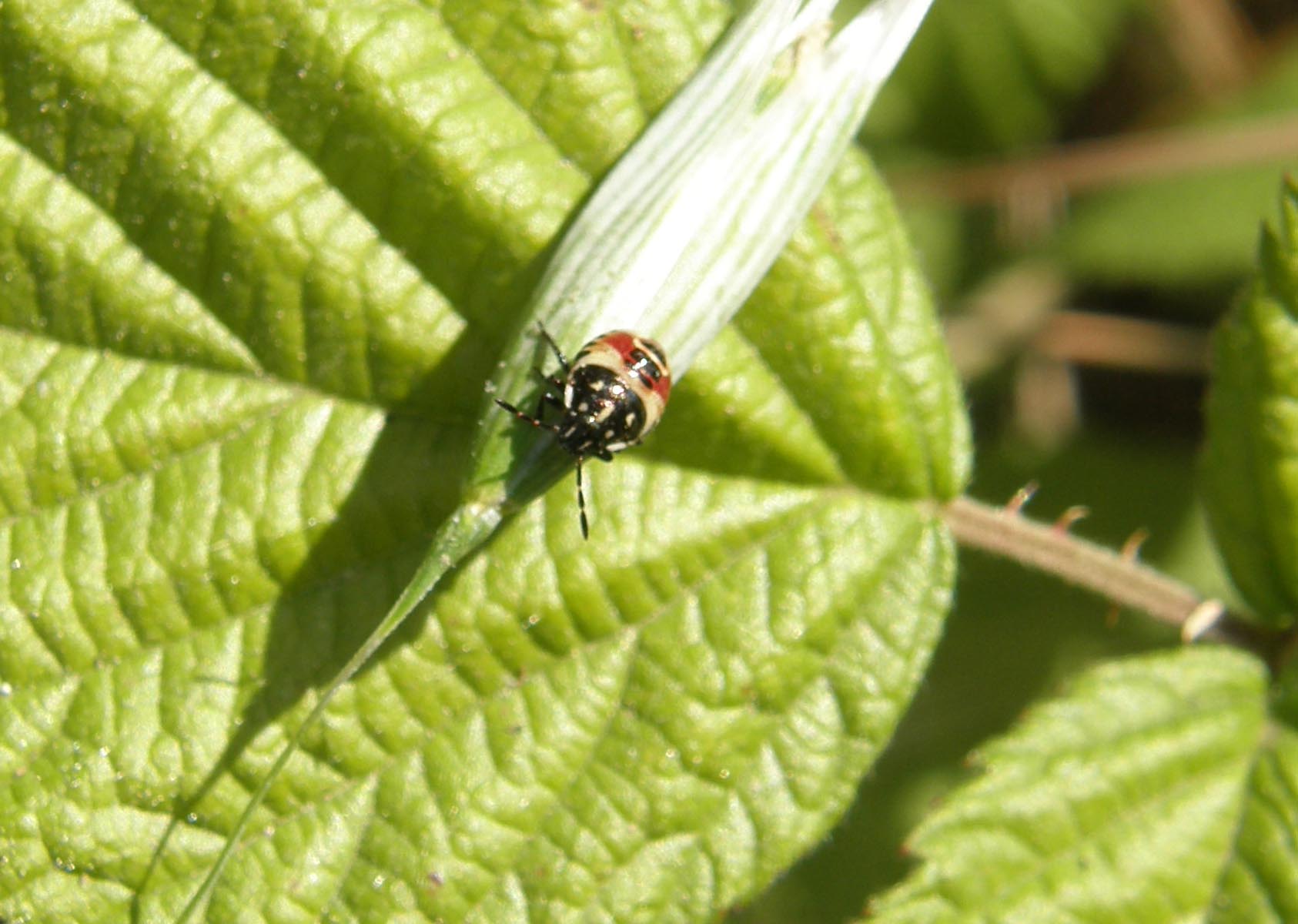 Pentatomidae: giovani di specie diverse a Cornaredo (MI)