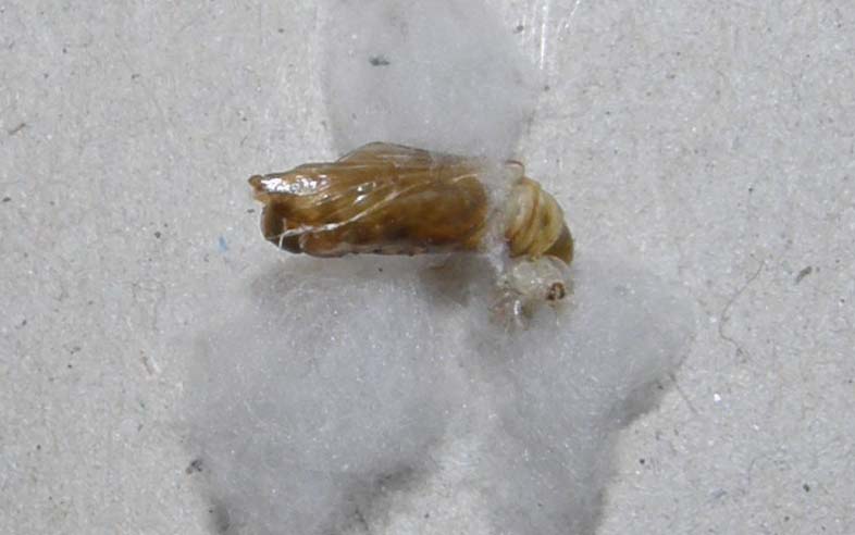 E'' avvenuto lo sfarfallamento: Chrysodeixis chalcites !