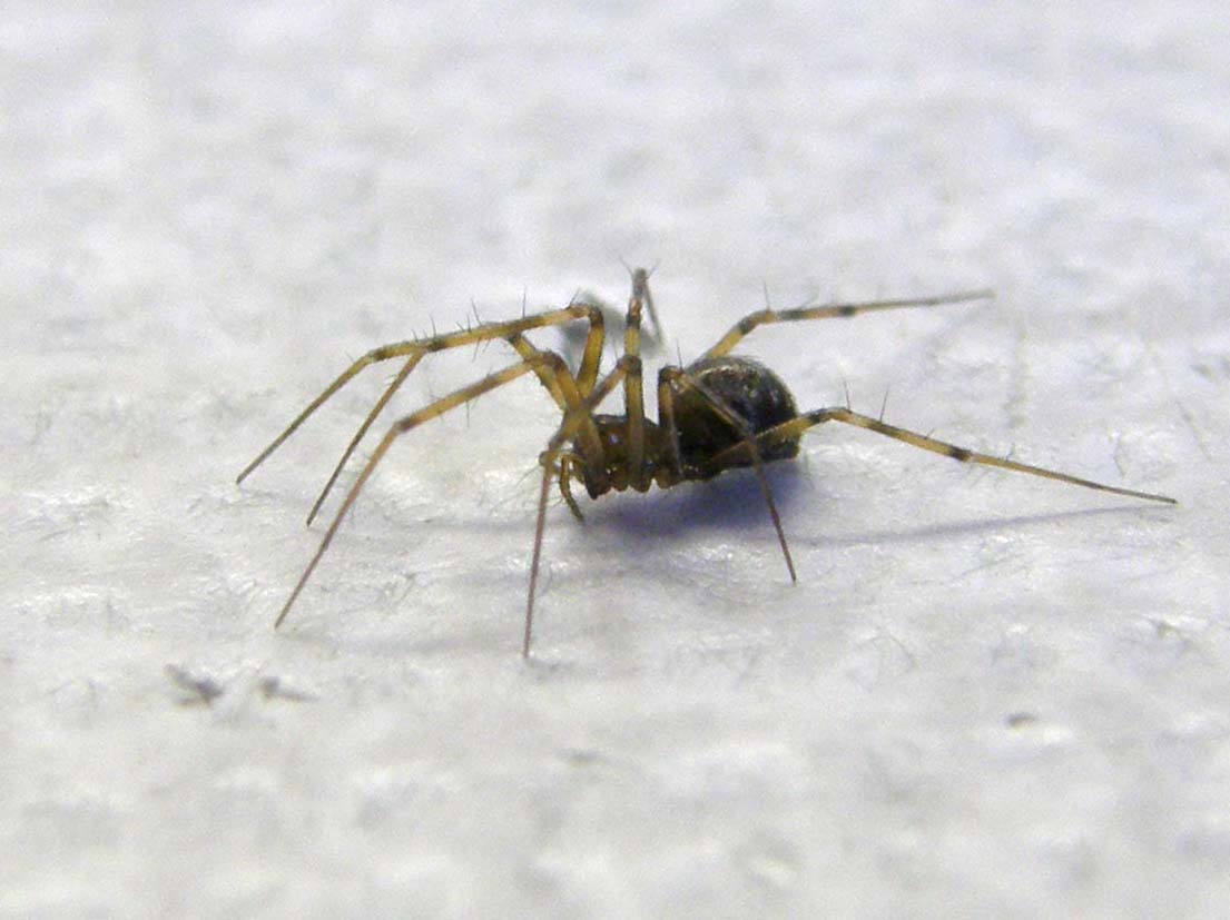 Ennesimo ragnetto casalingo: Linyphiidae