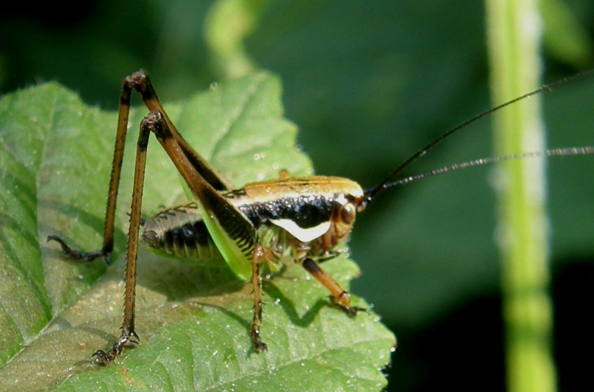 Giovani di Eupholidoptera sp.