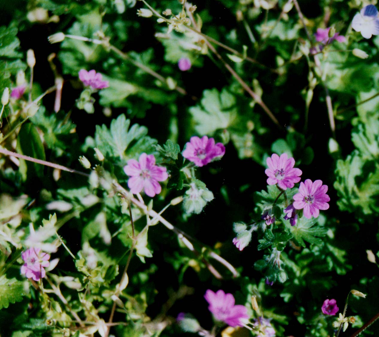 Geranium molle
