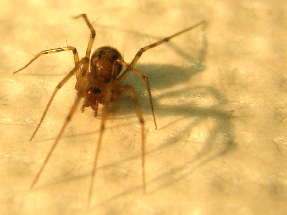 Ennesimo ragnetto casalingo: Linyphiidae