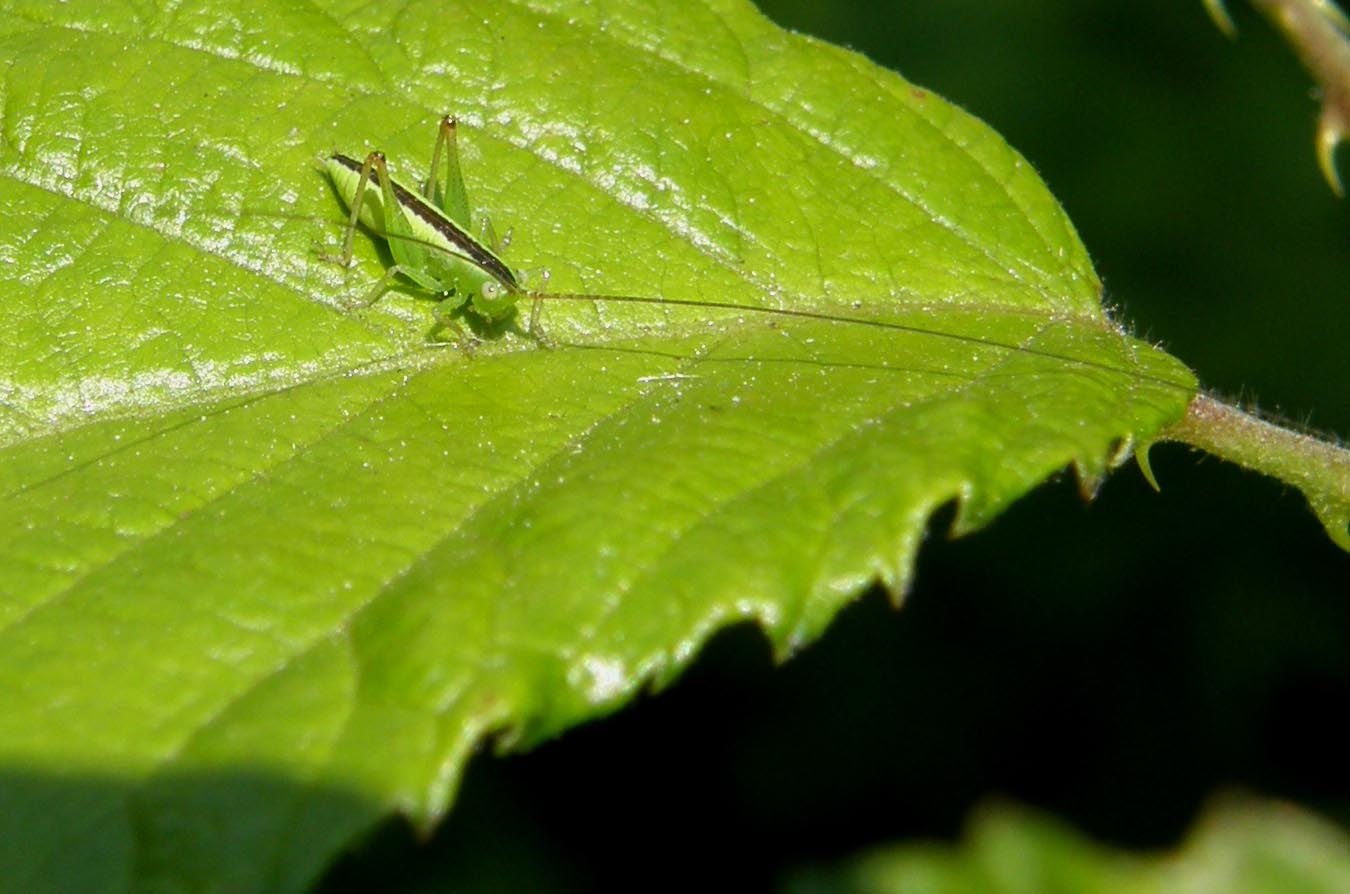 Neanidi di Ensiferi: Conocephalus sp. e Phaneroptera sp.