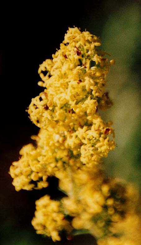 Spighe gialle - Galium verum