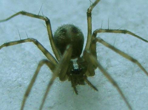 Ennesimo ragnetto casalingo: Linyphiidae