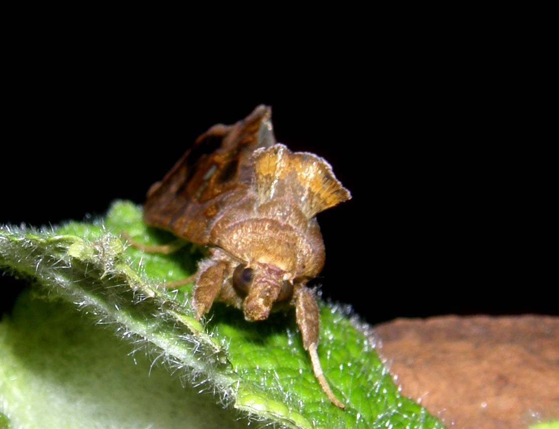 E'' avvenuto lo sfarfallamento: Chrysodeixis chalcites !