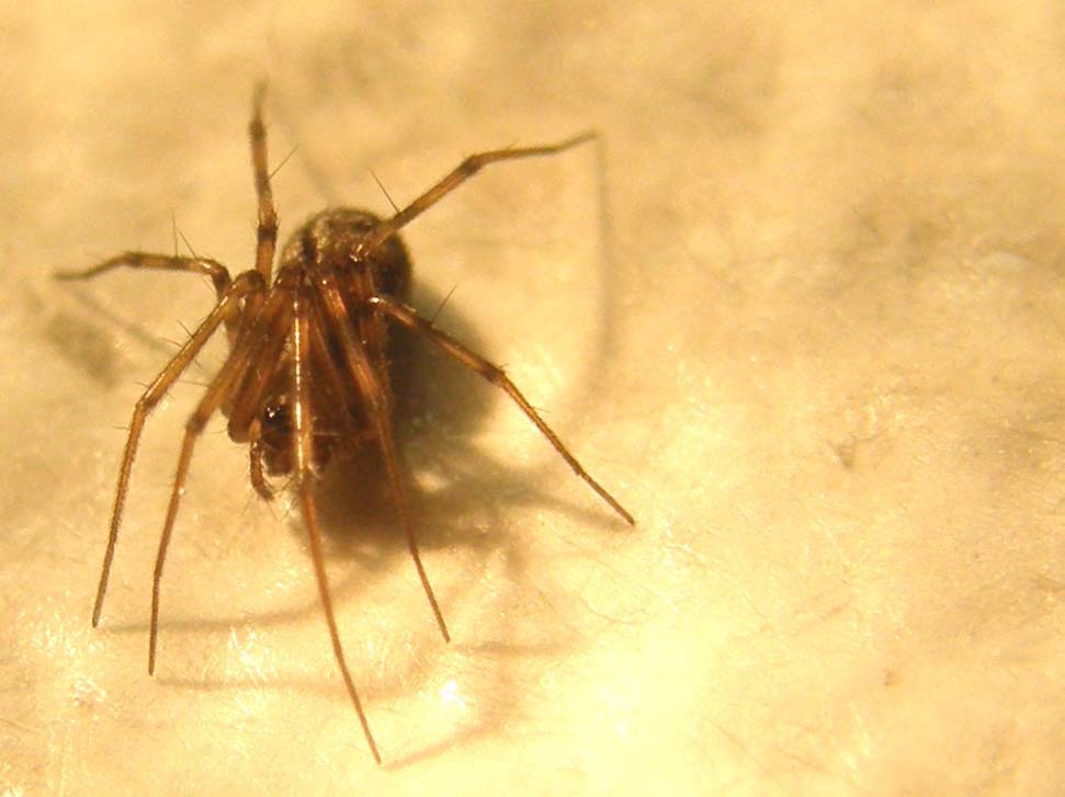 Ennesimo ragnetto casalingo: Linyphiidae