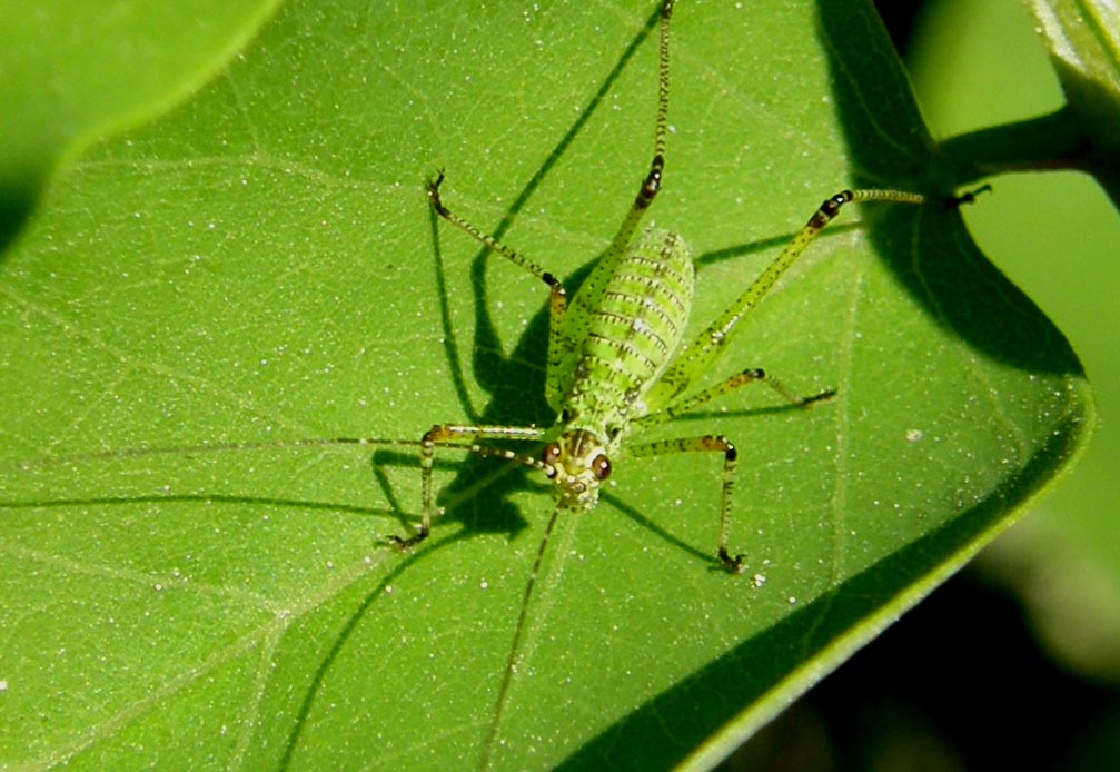 Neanidi di Ensiferi: Conocephalus sp. e Phaneroptera sp.