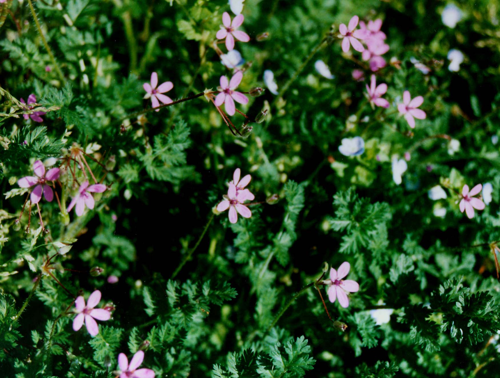 Erodium cicutarium e Geranium robertianum