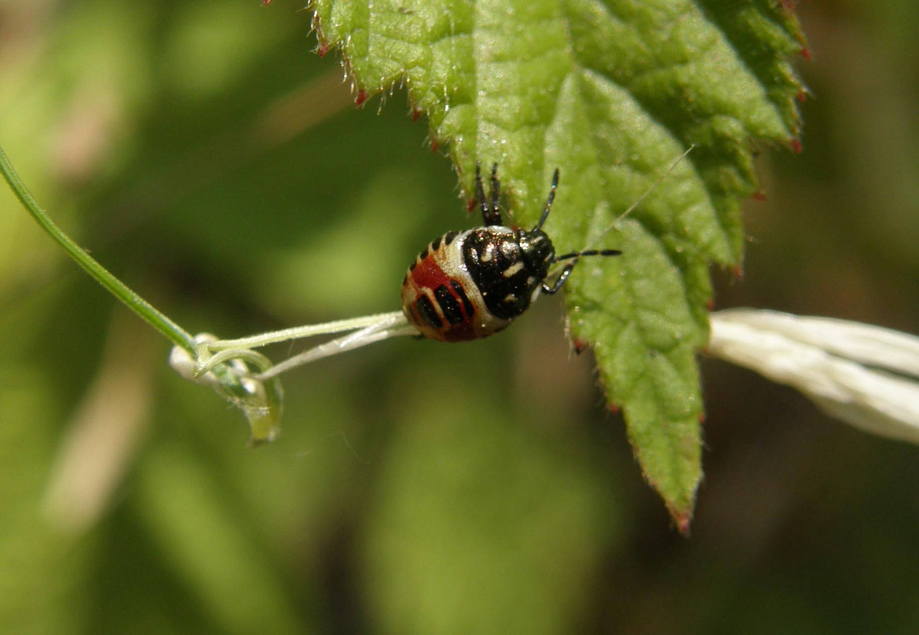 Pentatomidae: giovani di specie diverse a Cornaredo (MI)