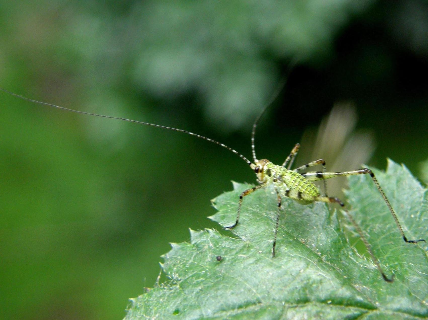 Neanidi di Ensiferi: Conocephalus sp. e Phaneroptera sp.