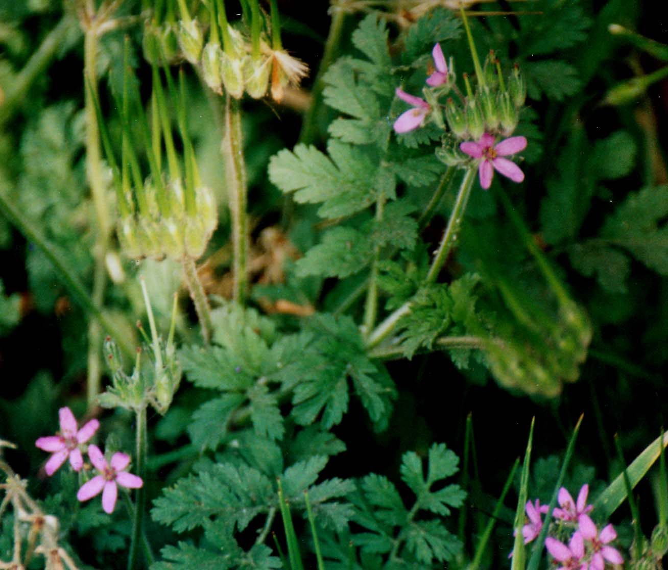 Erodium cicutarium e Geranium robertianum