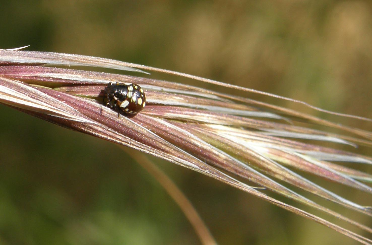 Pentatomidae: giovani di specie diverse a Cornaredo (MI)