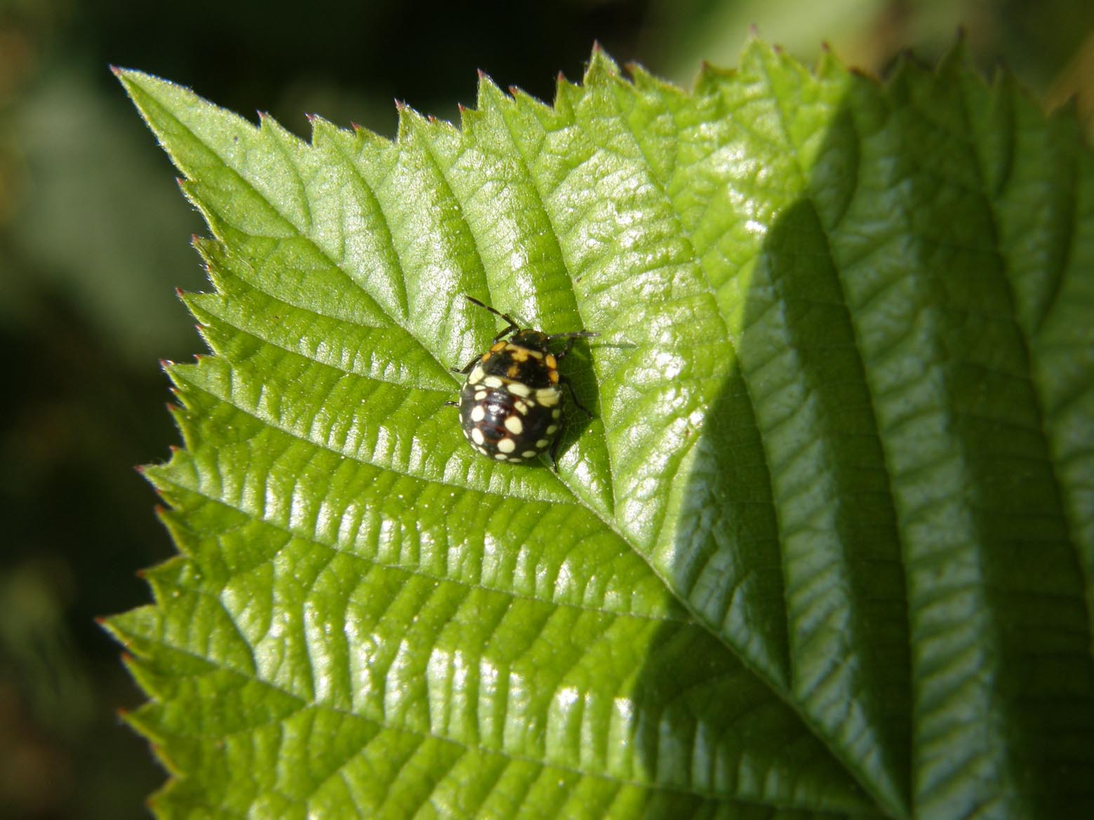 Pentatomidae: giovani di specie diverse a Cornaredo (MI)