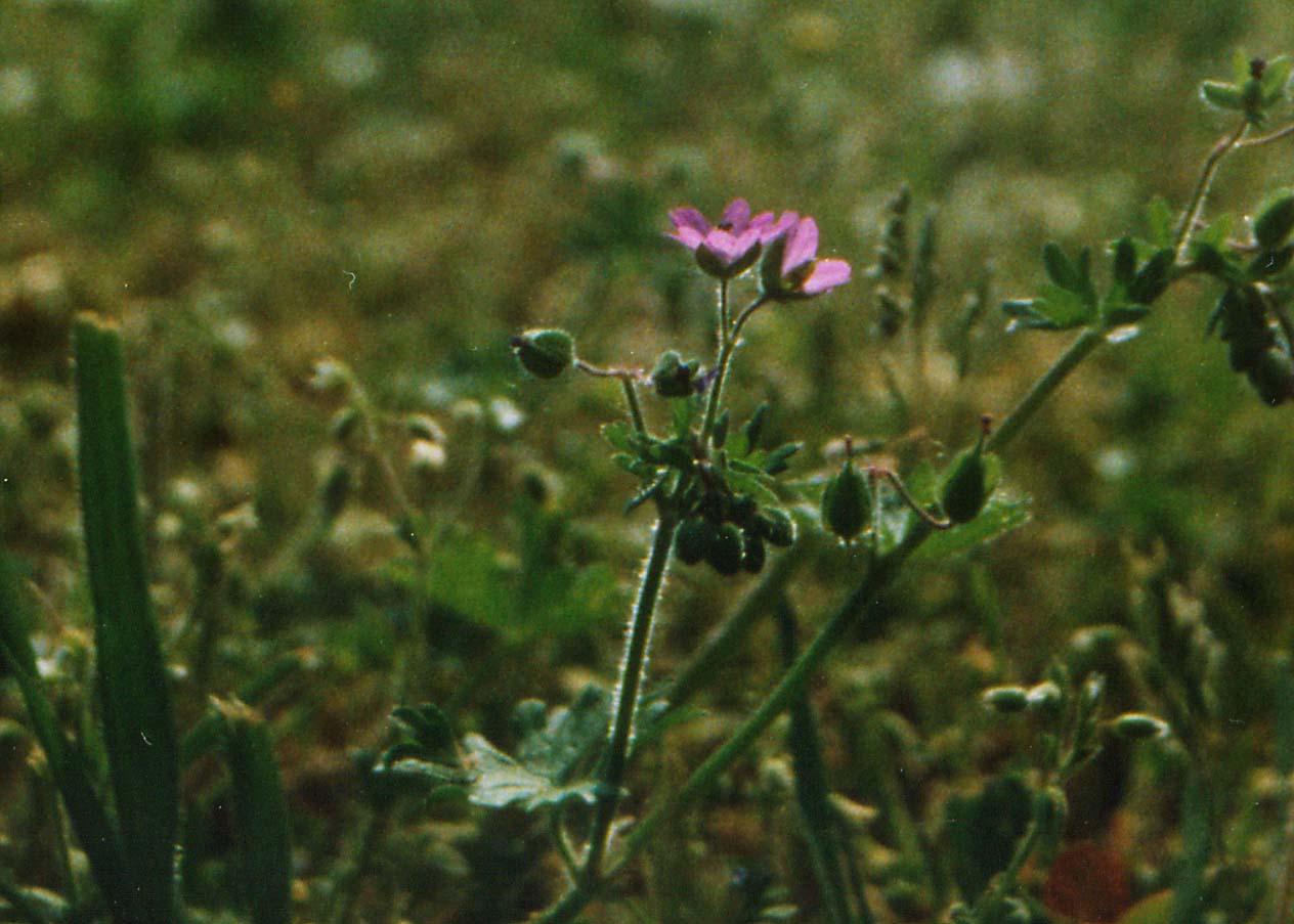 Geranium molle