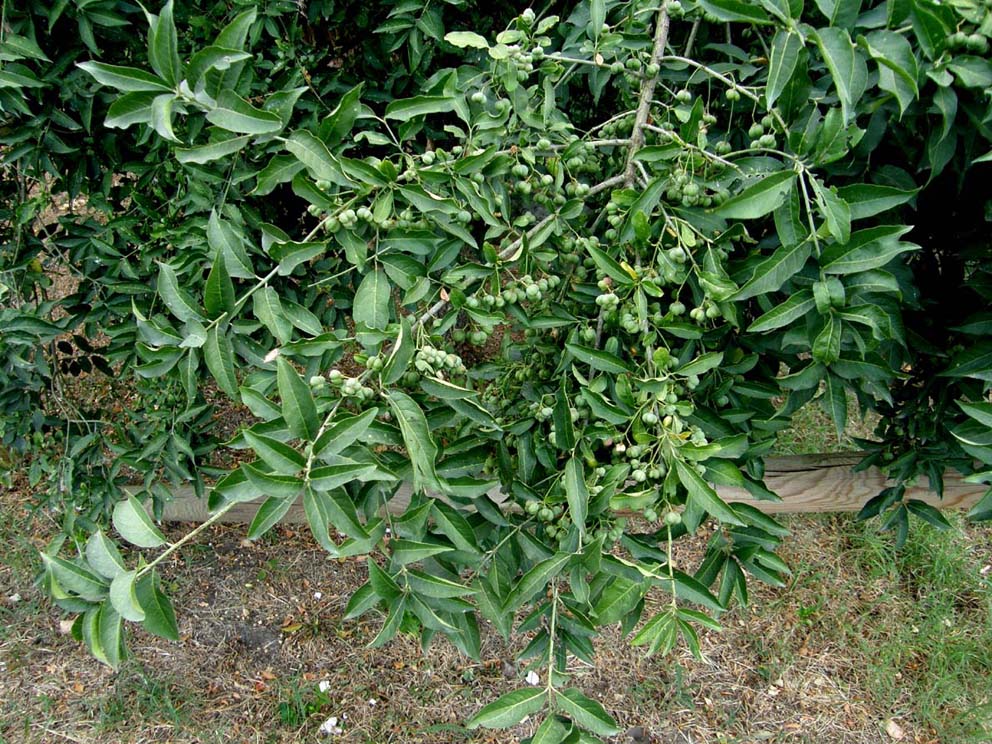 Bacche ...a spicchi - Euonymus europaeus