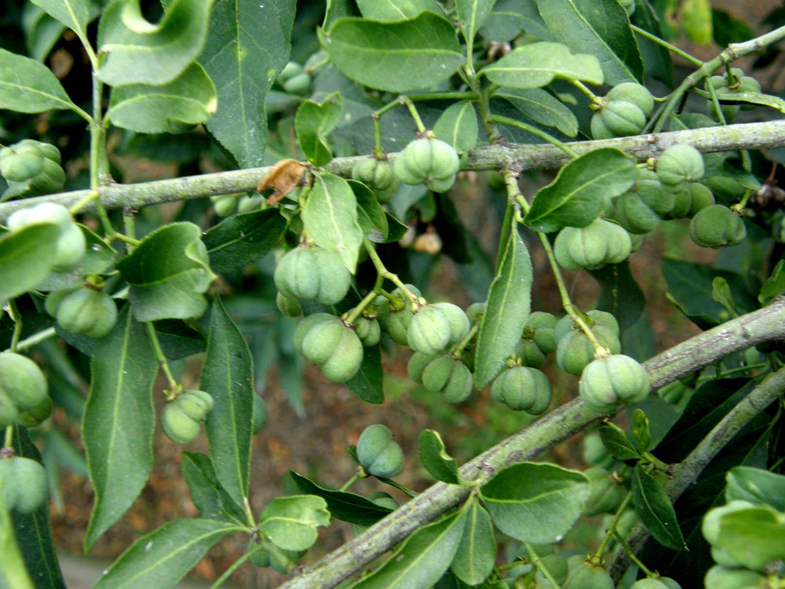 Bacche ...a spicchi - Euonymus europaeus