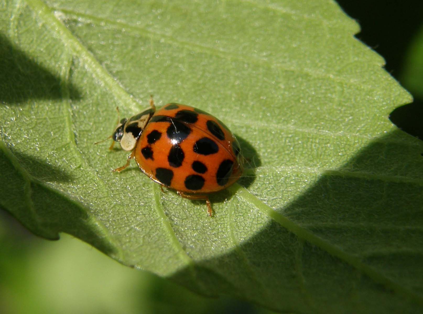 Ancora una coccinella: Harmonia axyridis