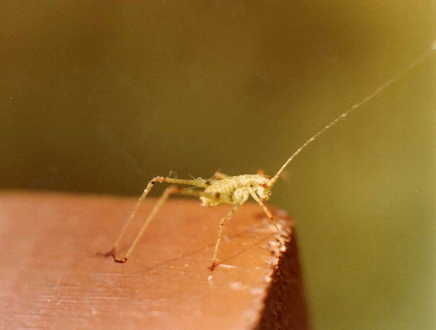 Ortottero varesino: neanide di Phaneroptera sp.