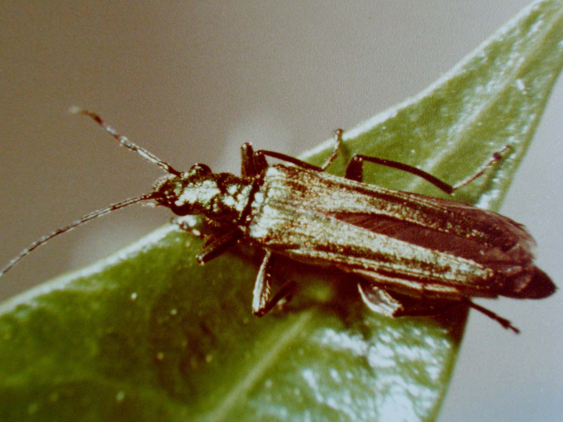 Oedemera?