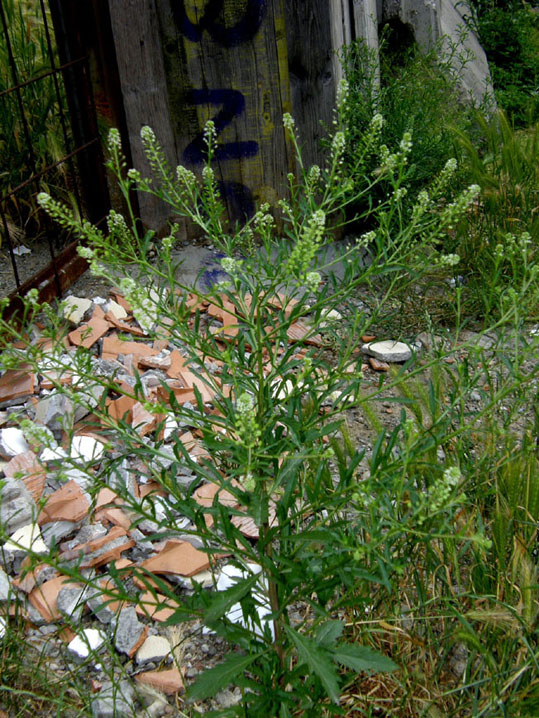 Lepidium virginicum / Lepidio della Virginia