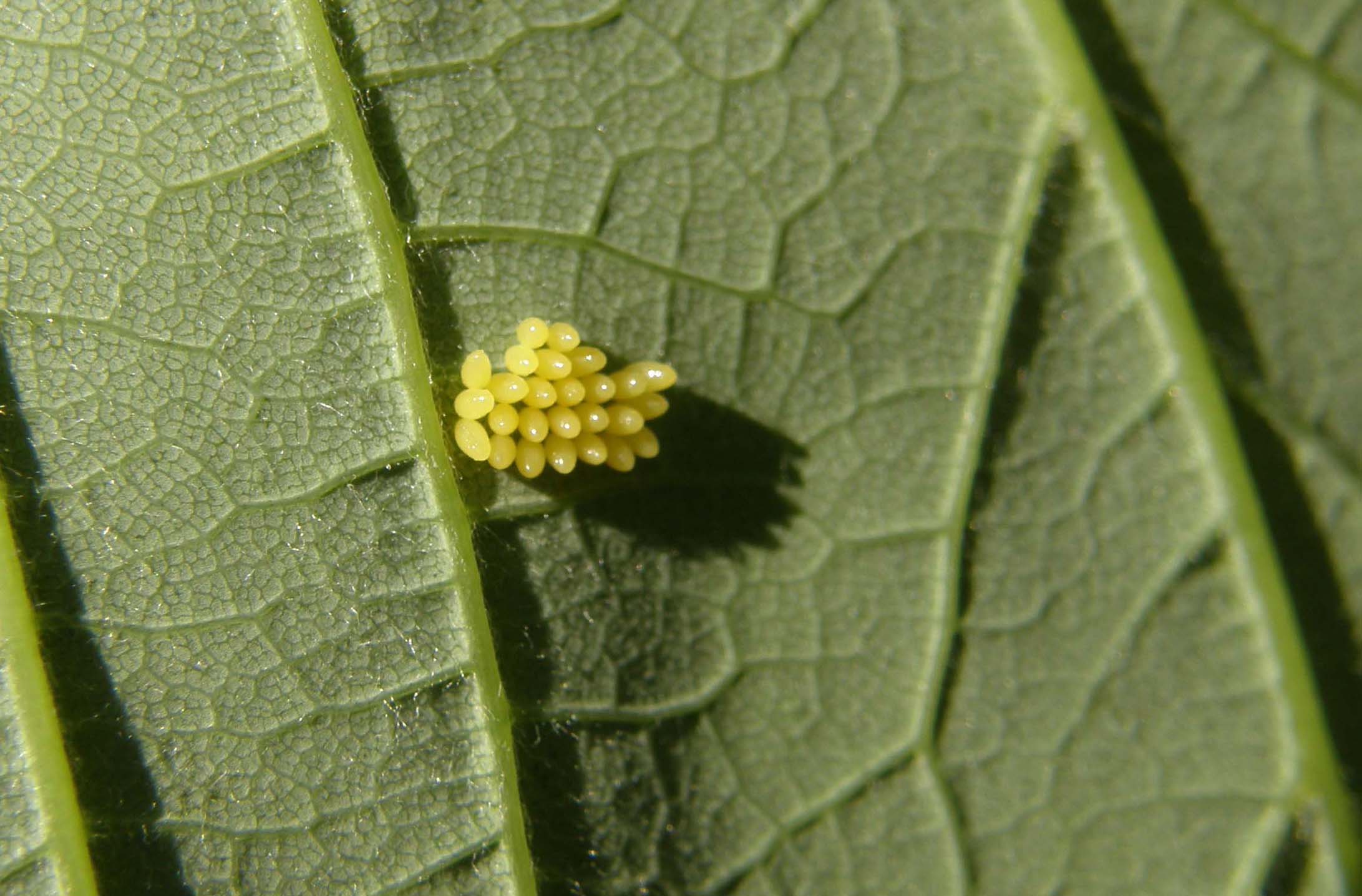 Ancora una coccinella: Harmonia axyridis