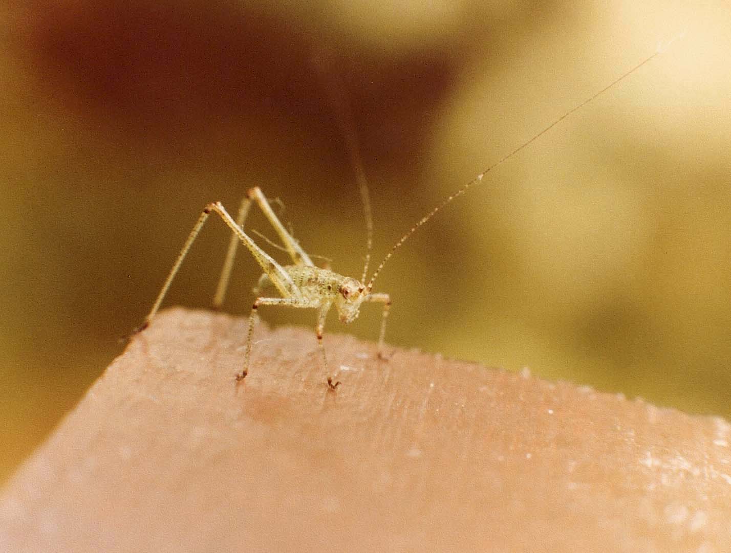 Ortottero varesino: neanide di Phaneroptera sp.
